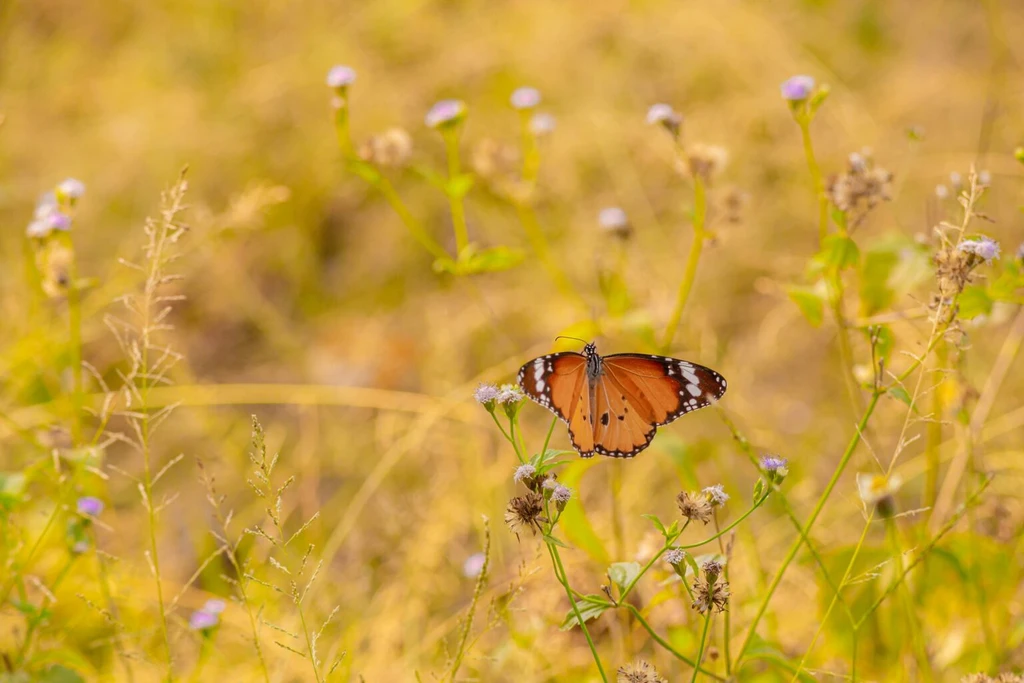 A butterfly in a wildflower area